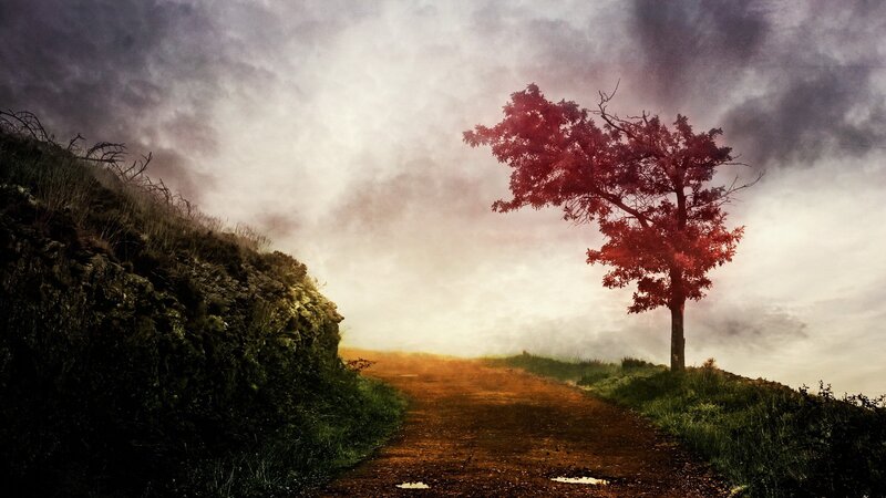lonely tree on a dirt path