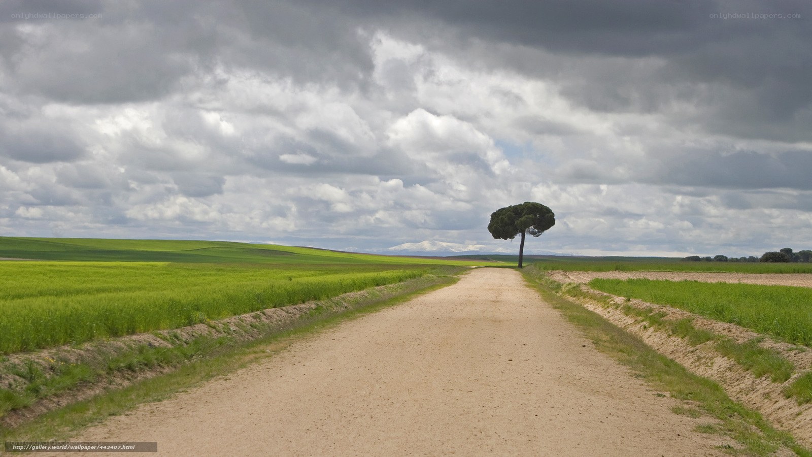 lonely tree on a dirt road