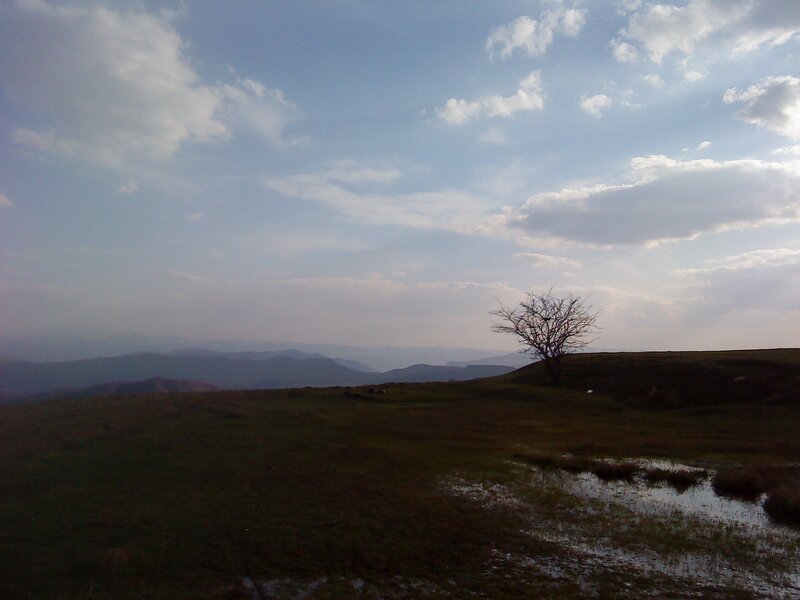 lonely tree on a hill