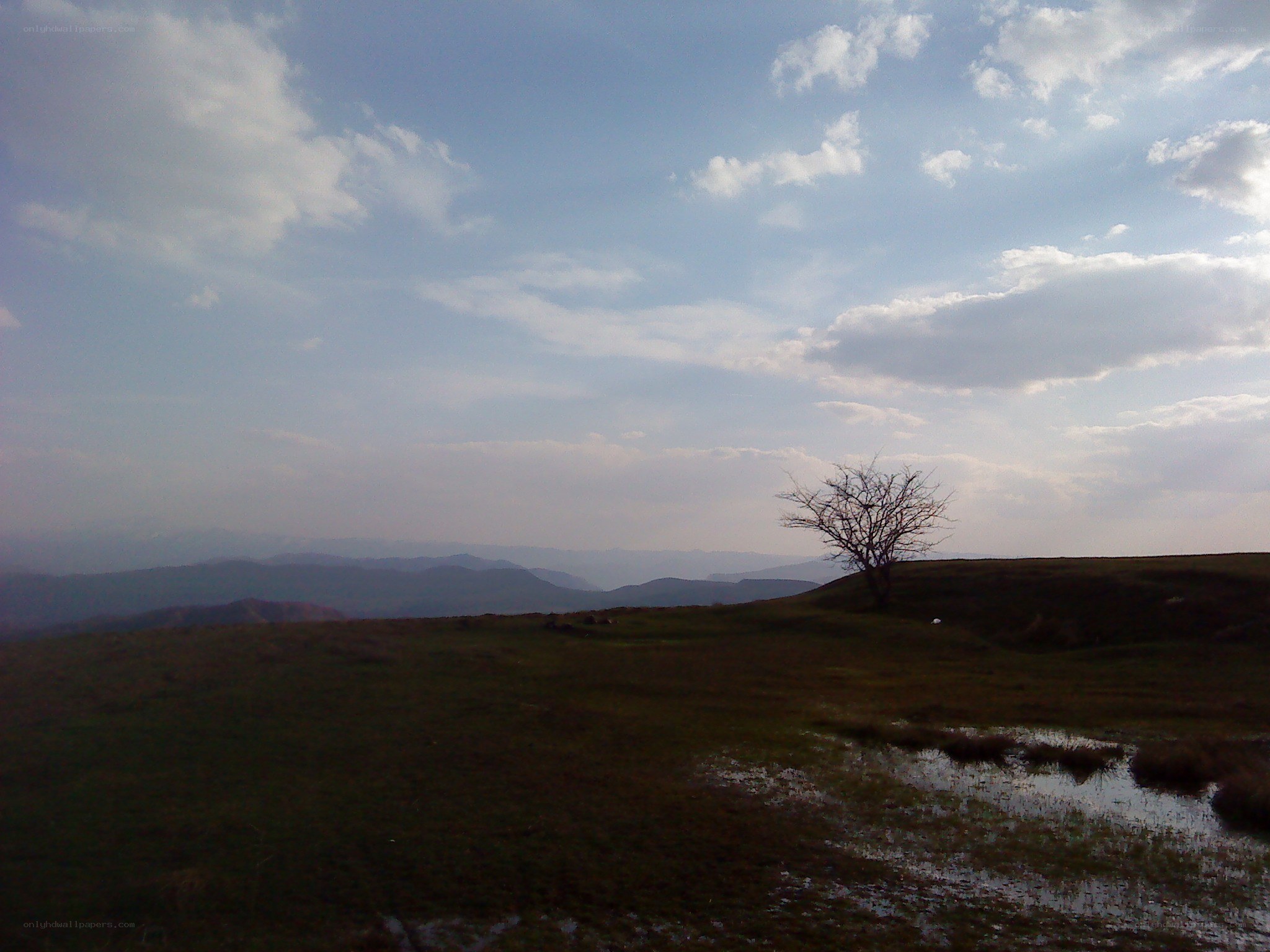 lonely tree on a hill