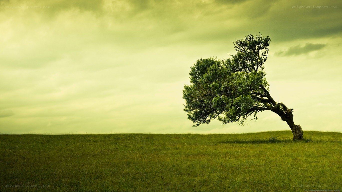 lonely tree on a hill