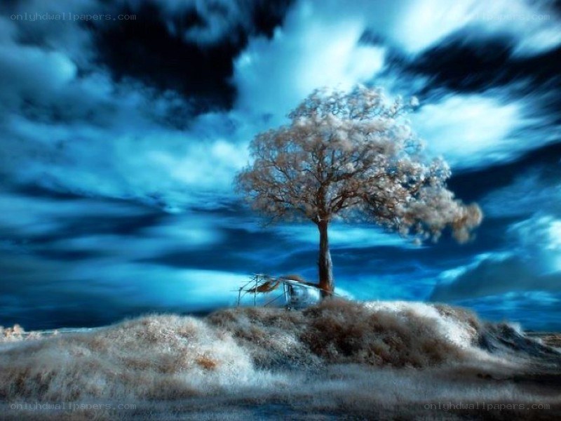 lonely tree on a hill