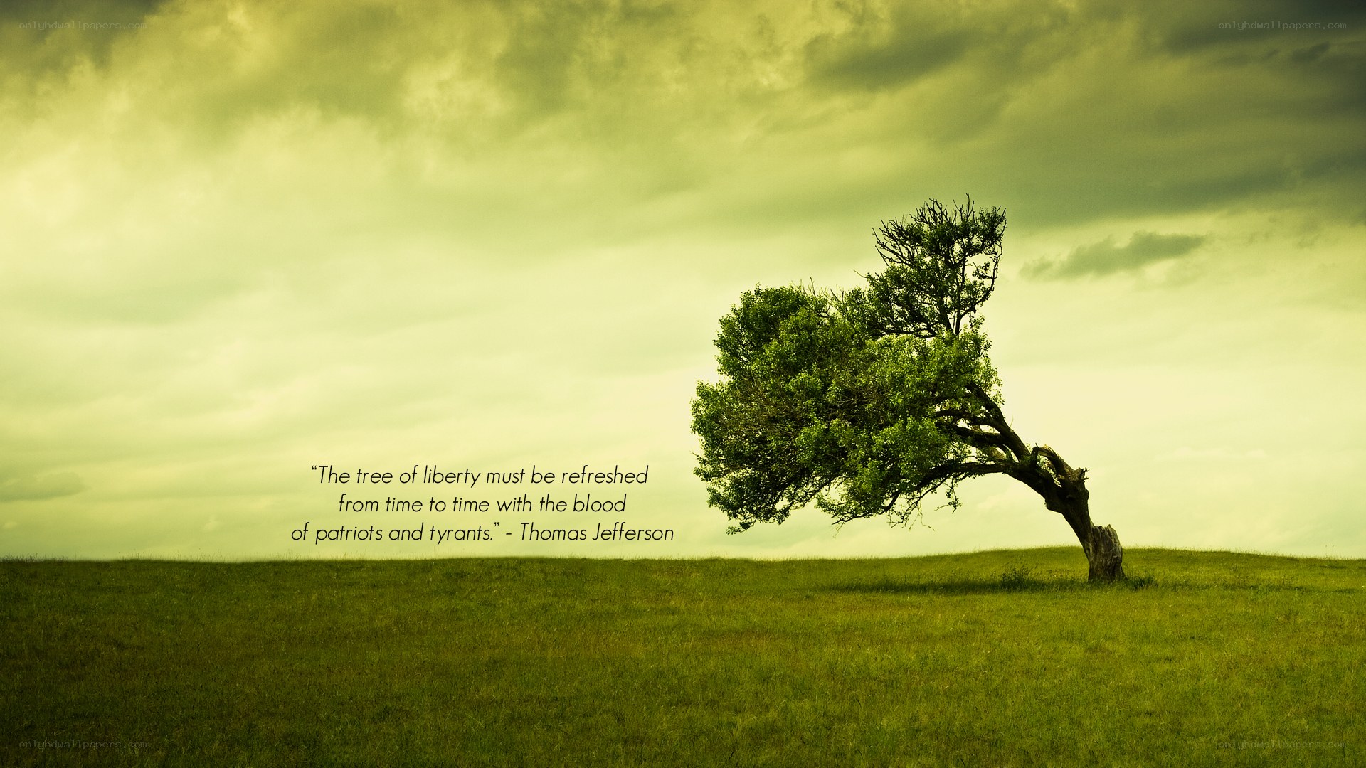 lonely tree on a hill