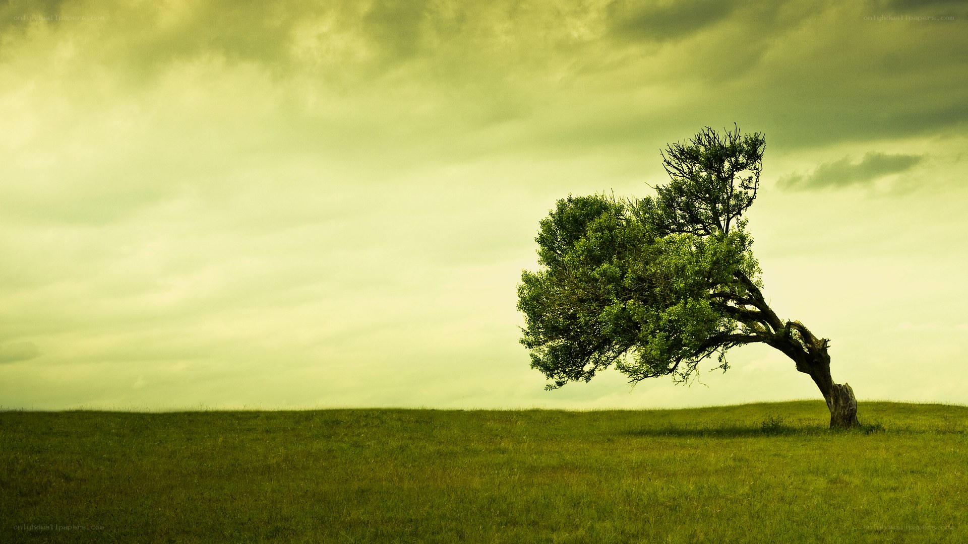 lonely tree on a hill