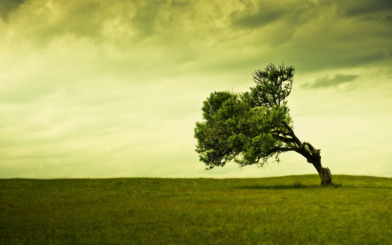 lonely tree on a hill