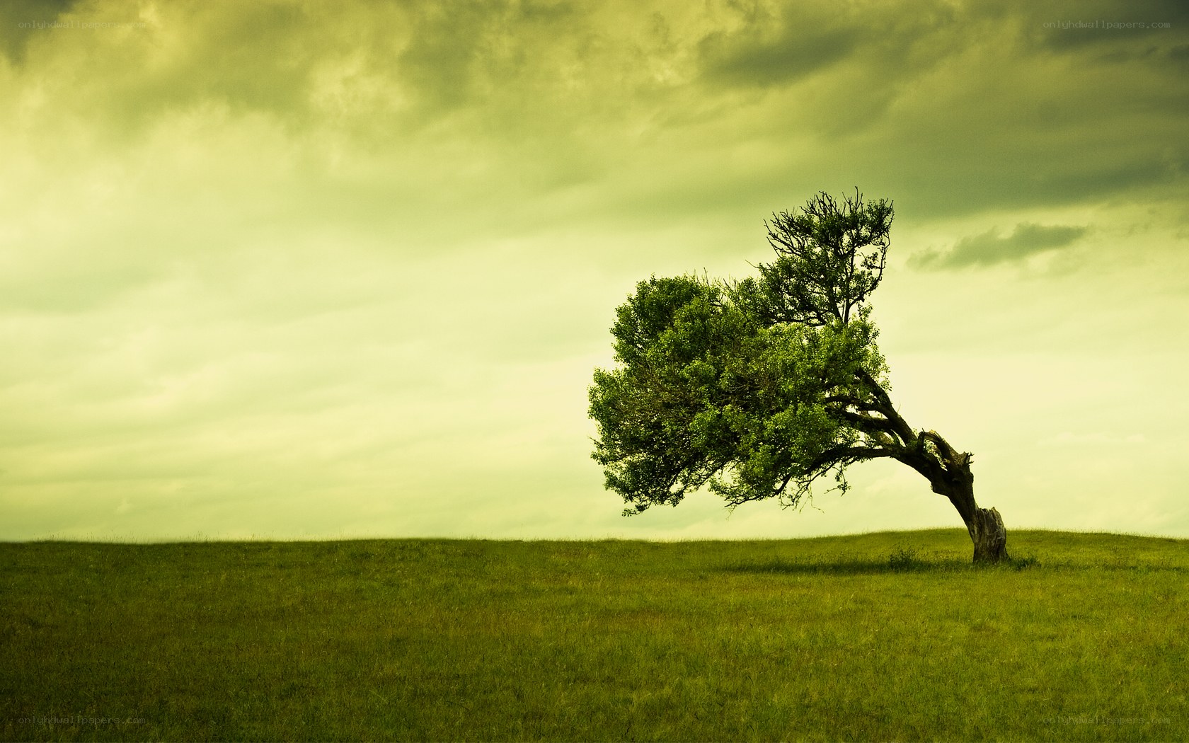 lonely tree on a hill