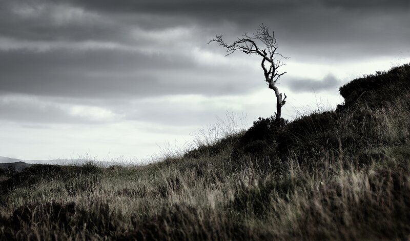 lonely tree on a hill