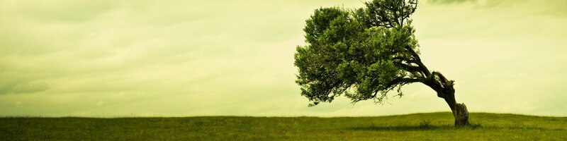 lonely tree on a hill
