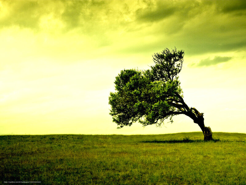 lonely tree on a hill