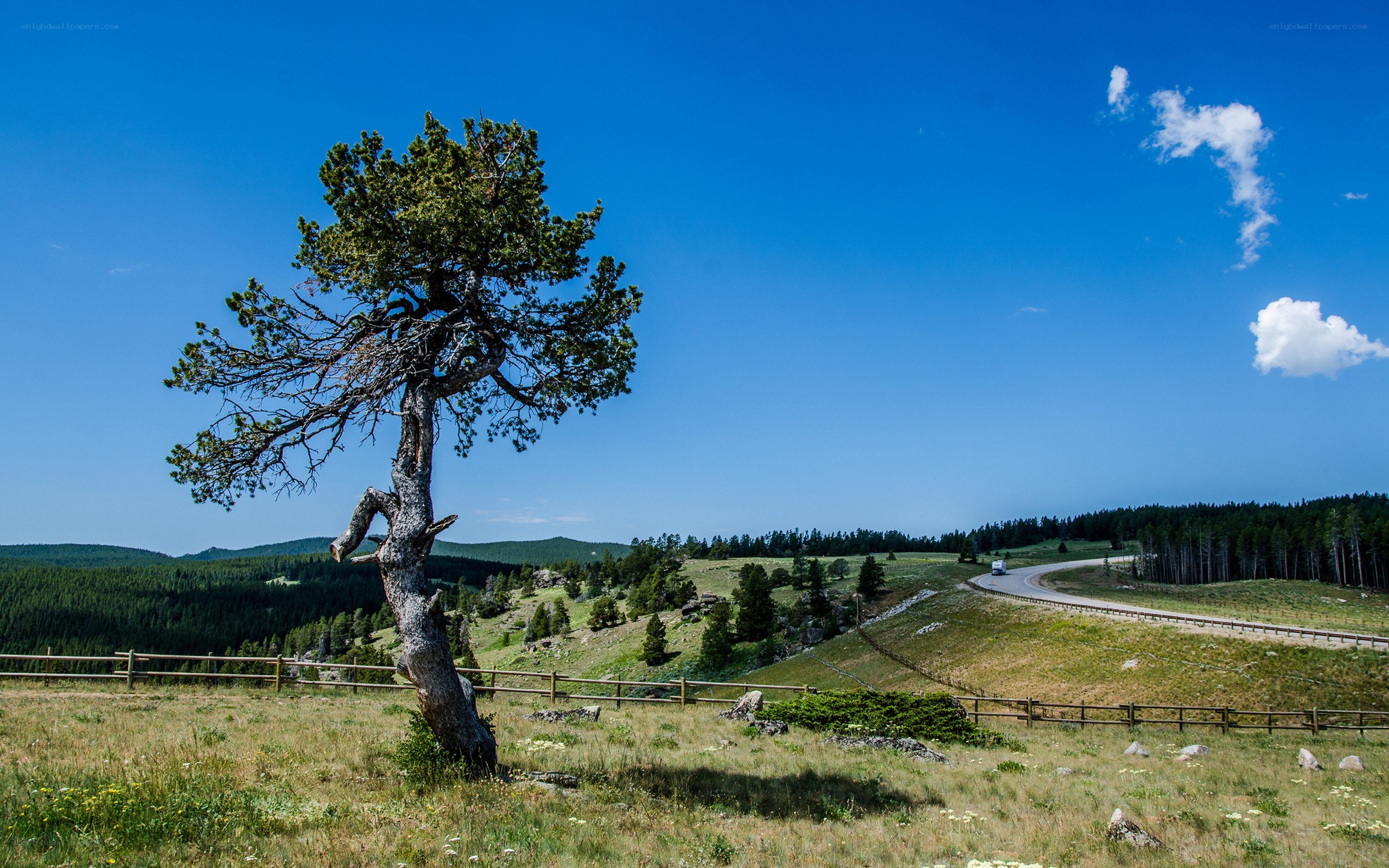 lonely tree on a hillside