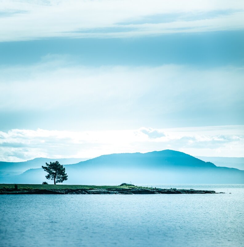 lonely tree on a lakeshore