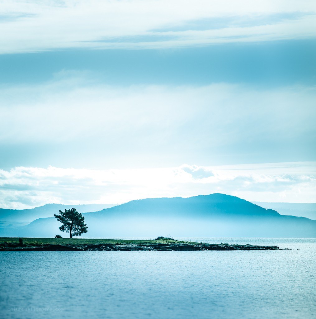 lonely tree on a lakeshore