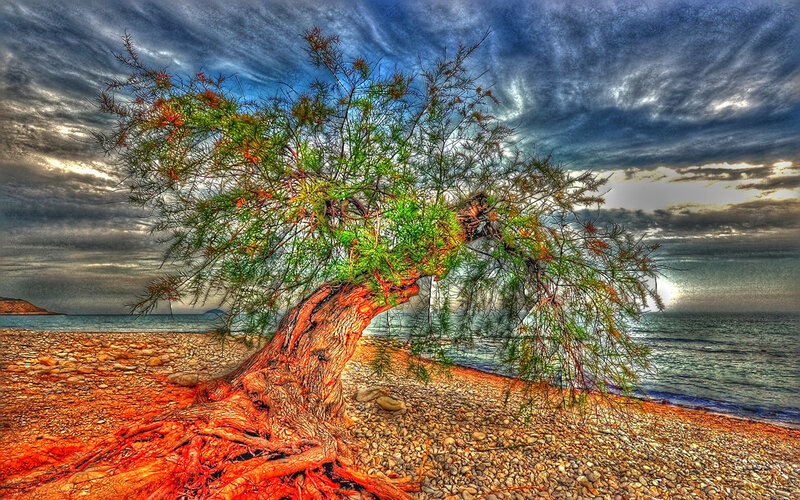 lonely tree on a pebble beach