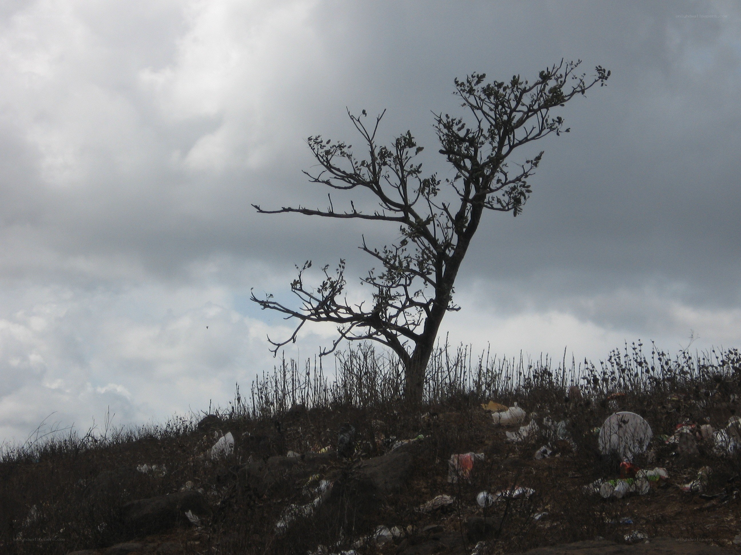 lonely tree on a trash-strewn hill