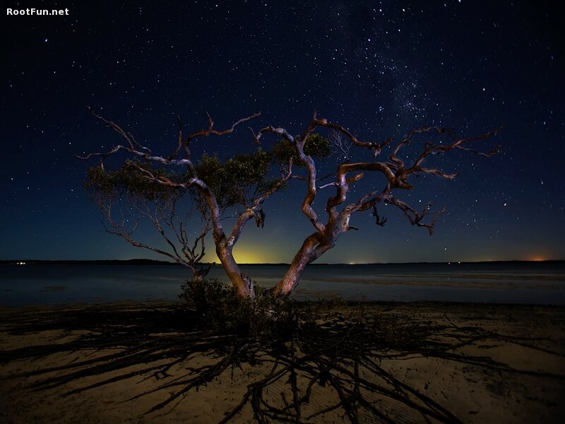 Lonely Tree on Beach — Black