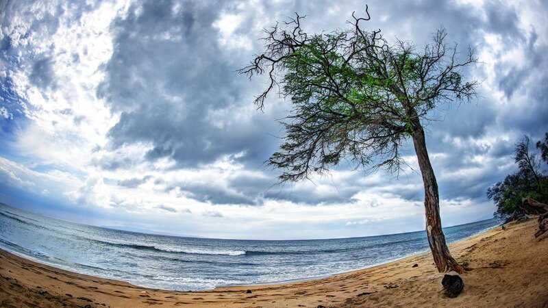 Lonely Tree on Beach — Blue, Dramatic