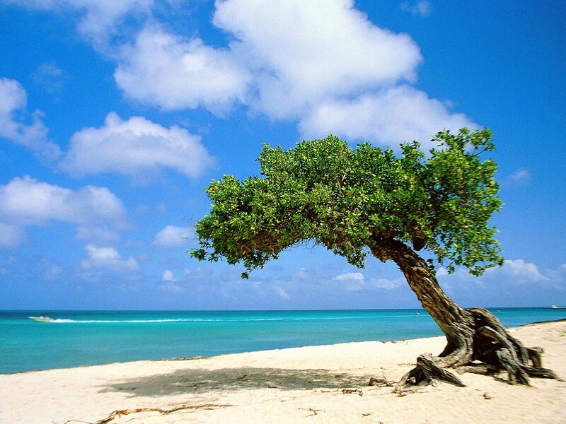Lonely Tree on Beach — Blue, Serene, Afternoon