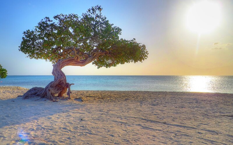 Lonely Tree on Beach — Blue, Serene, Sunset, Photograph, Ocean