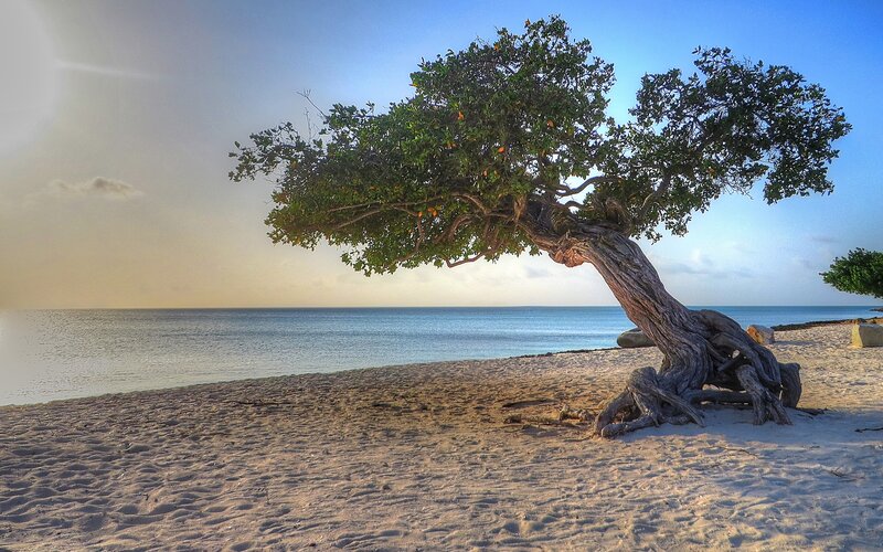 Lonely Tree on Beach — Blue, Serene, Sunset, Photograph