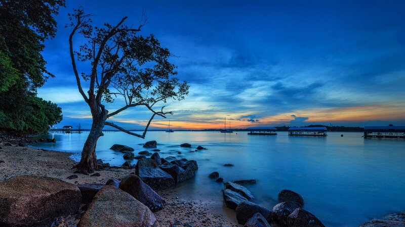 Lonely Tree on Beach — Blue, Serene, Sunset