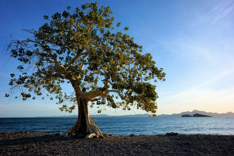 Lonely Tree on Beach — Blue, Serene