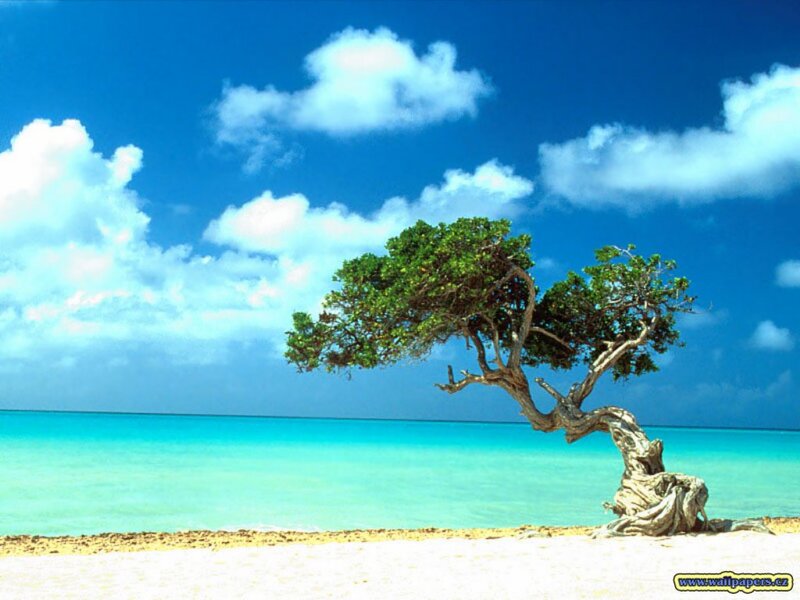 Lonely Tree on Beach — Blue