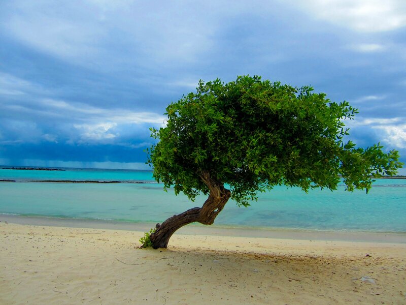 Lonely Tree on Beach — Green