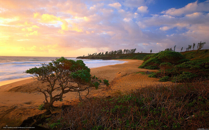 Lonely Tree on Beach — Orange, Serene