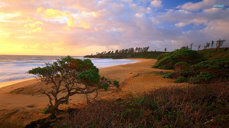 Lonely Tree on Beach — Orange