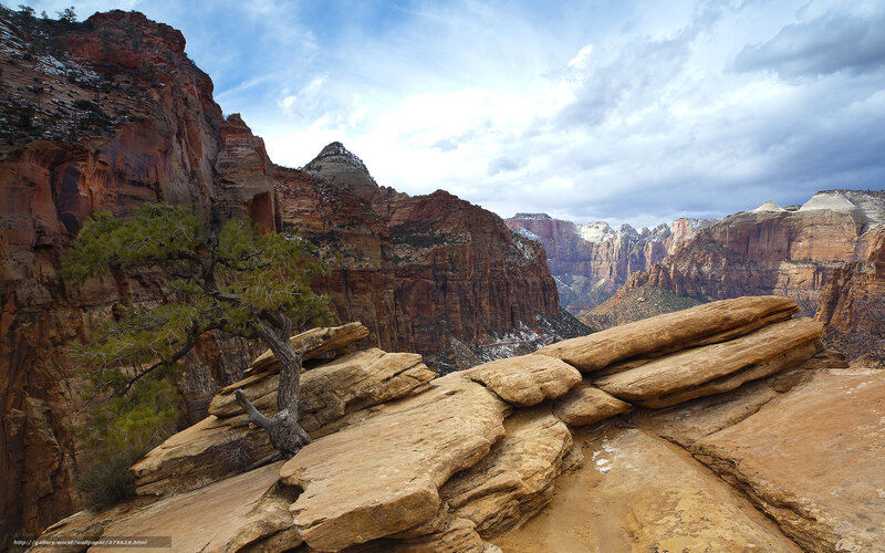 Lonely Tree on Canyon Ledge — Brown