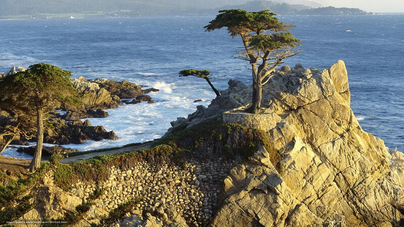 Lonely Tree on Cliff — Blue, Serene, Afternoon