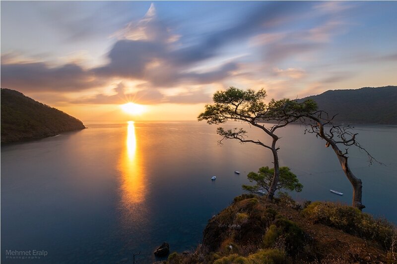 Lonely Tree on Cliff — Blue, Serene, Sunset