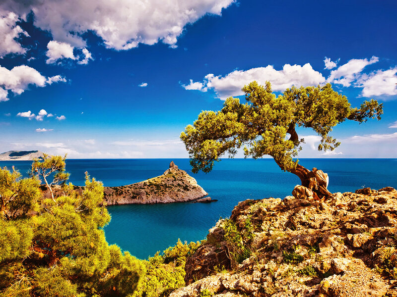 Lonely Tree on Cliff — Blue, Serene