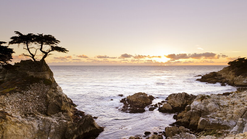 Lonely Tree on Cliff — Orange