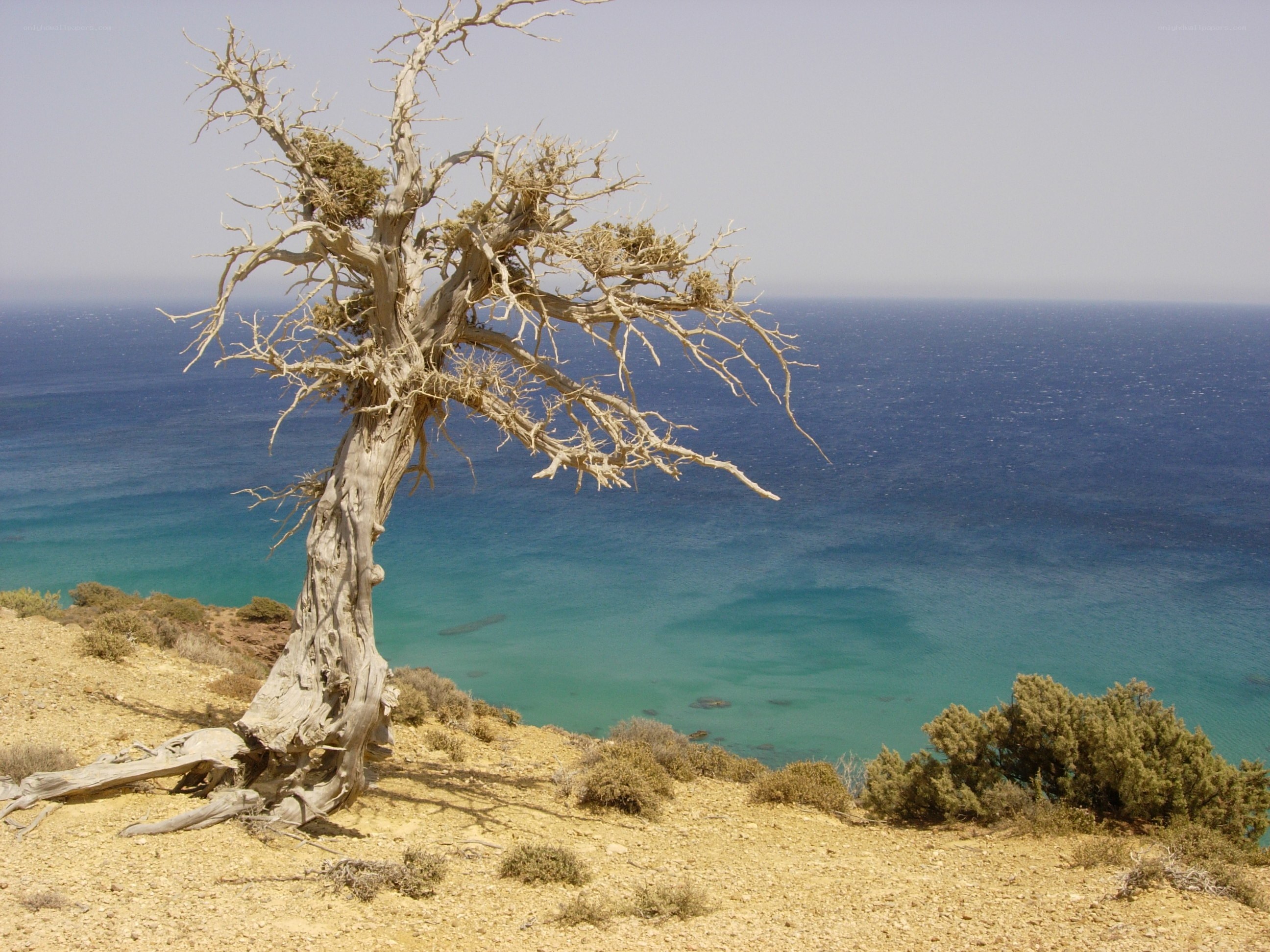 lonely tree on coastal cliff