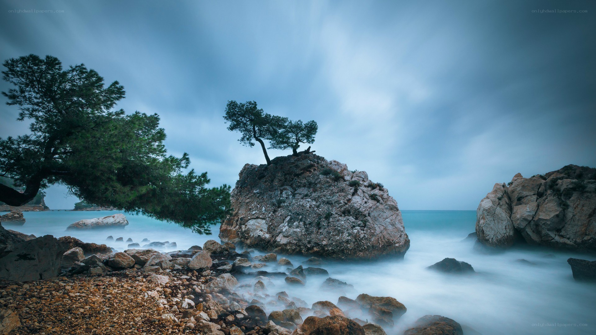 lonely tree on coastal rock
