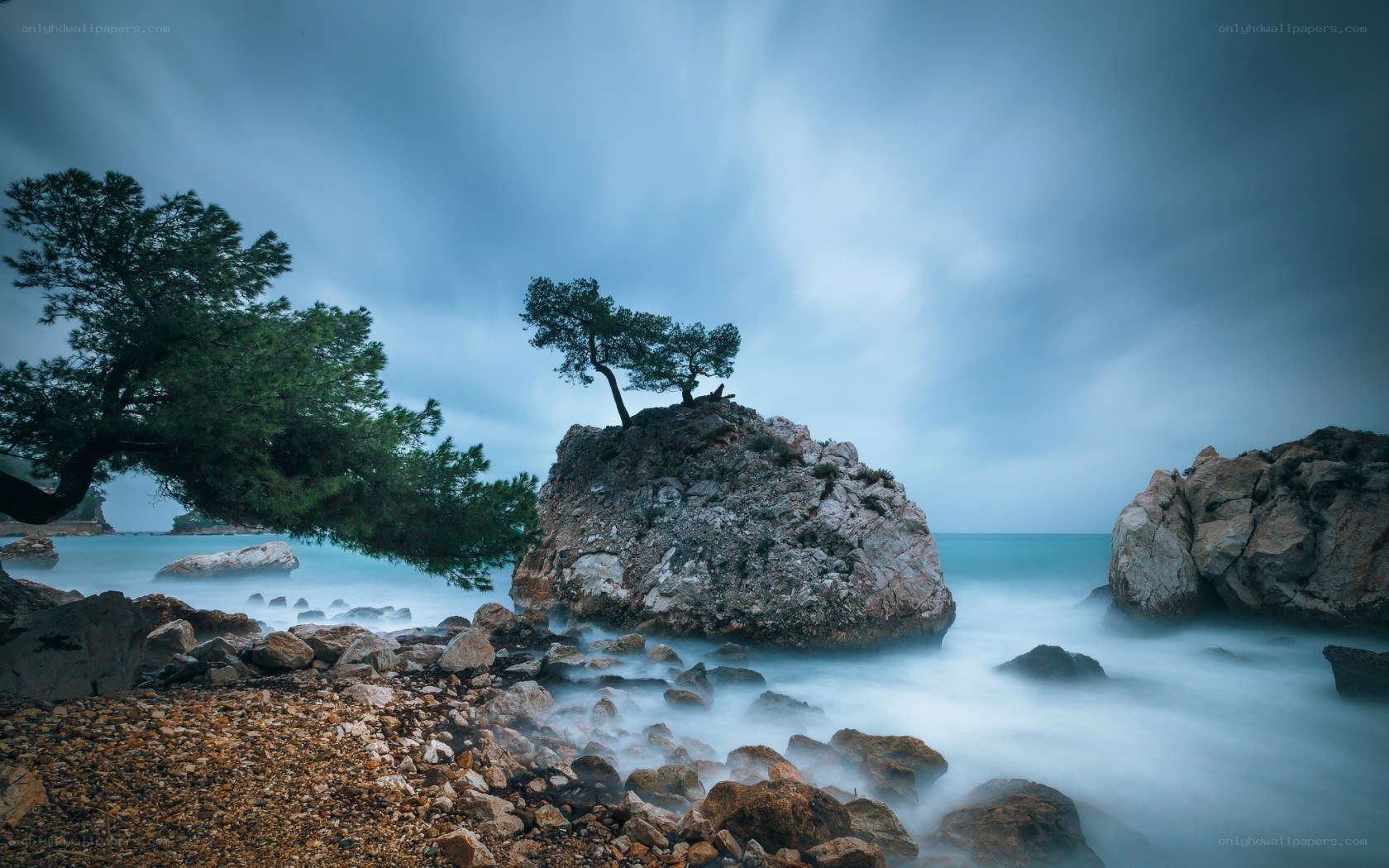 lonely tree on coastal rock