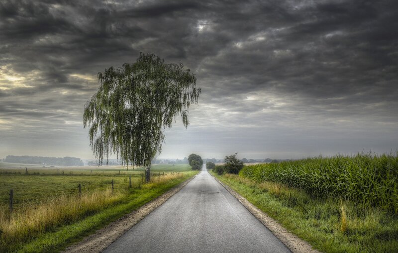 Lonely Tree on Country Road — Green