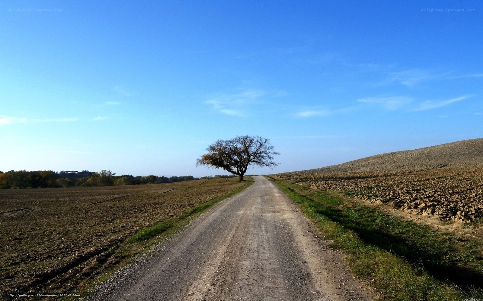 lonely tree on country road