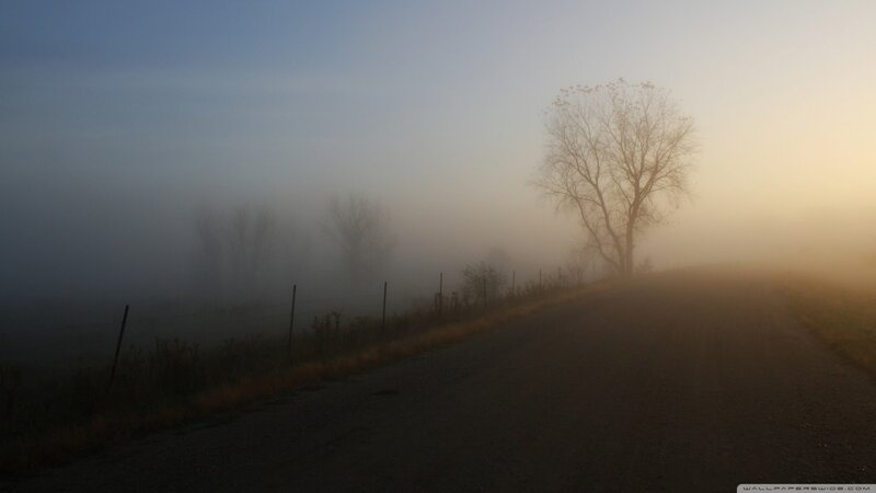 Lonely Tree on Foggy Road