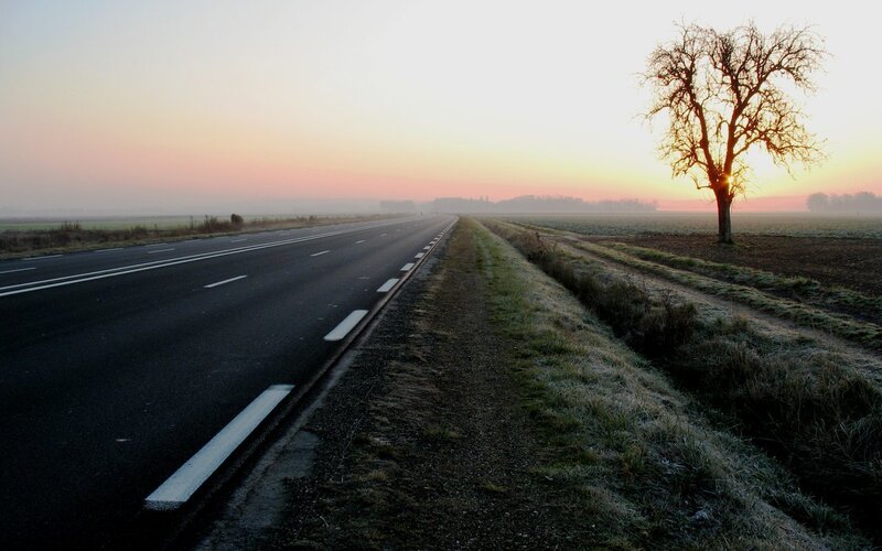 Lonely Tree on Highway