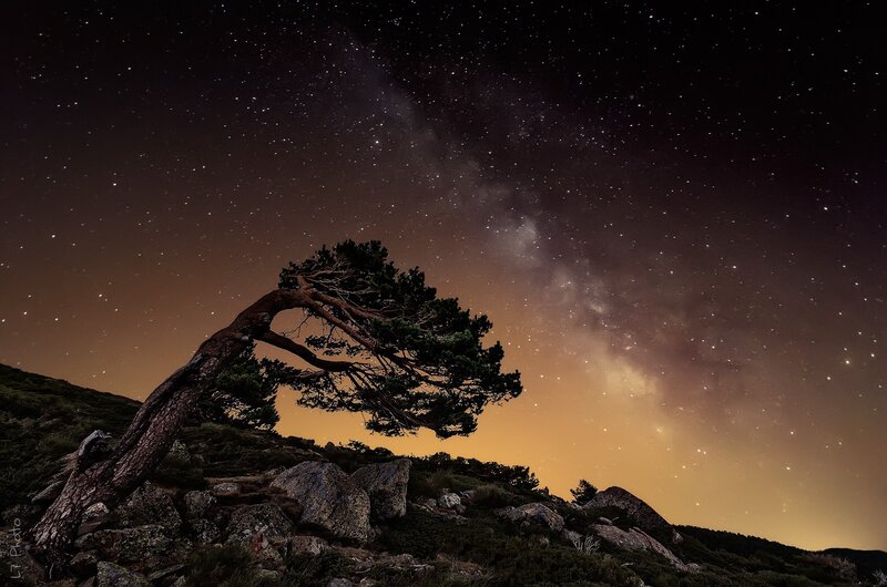 Lonely Tree on Hill — Black, Dramatic