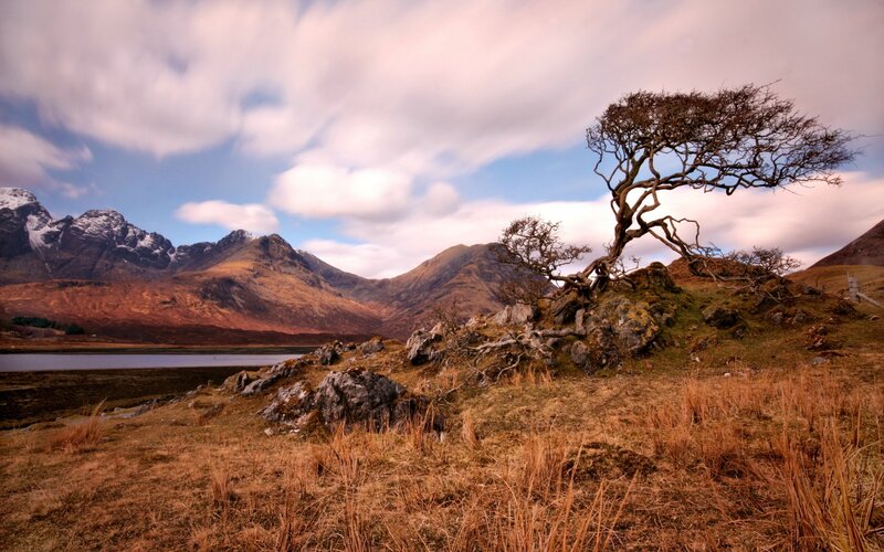 Lonely Tree on Hillside — Brown
