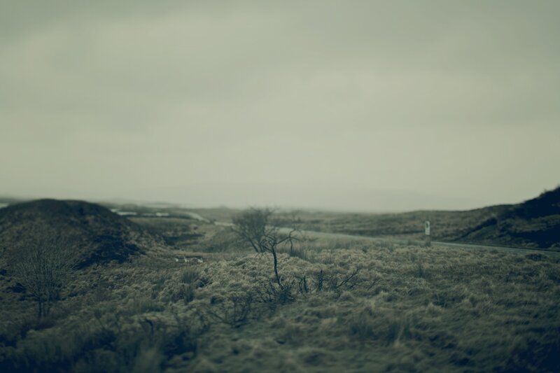 Lonely Tree on Hillside — Gray