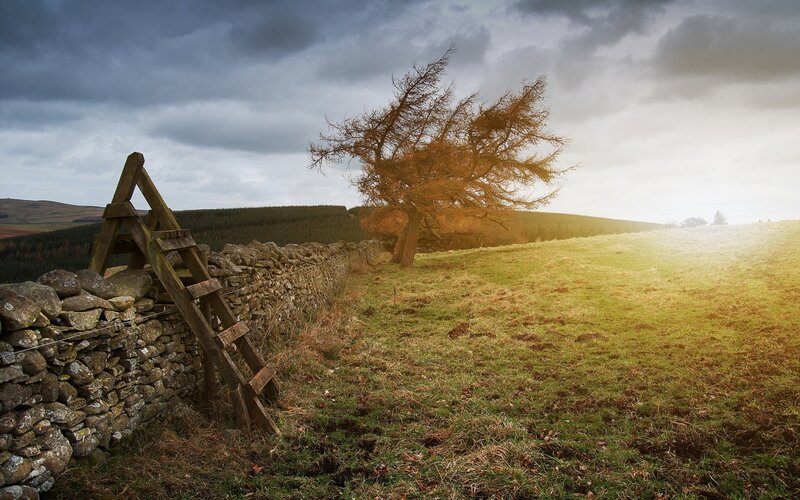 Lonely Tree on Hillside — Green, Dramatic, Afternoon, Photograph