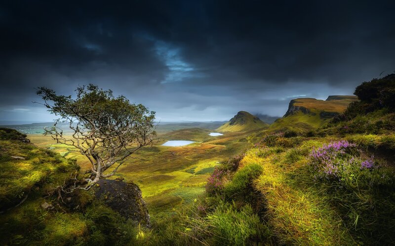 Lonely Tree on Hillside — Green, Dramatic, Afternoon