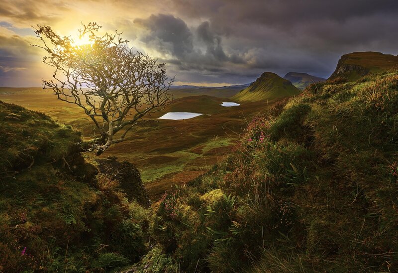 Lonely Tree on Hillside — Green, Dramatic, Sunset
