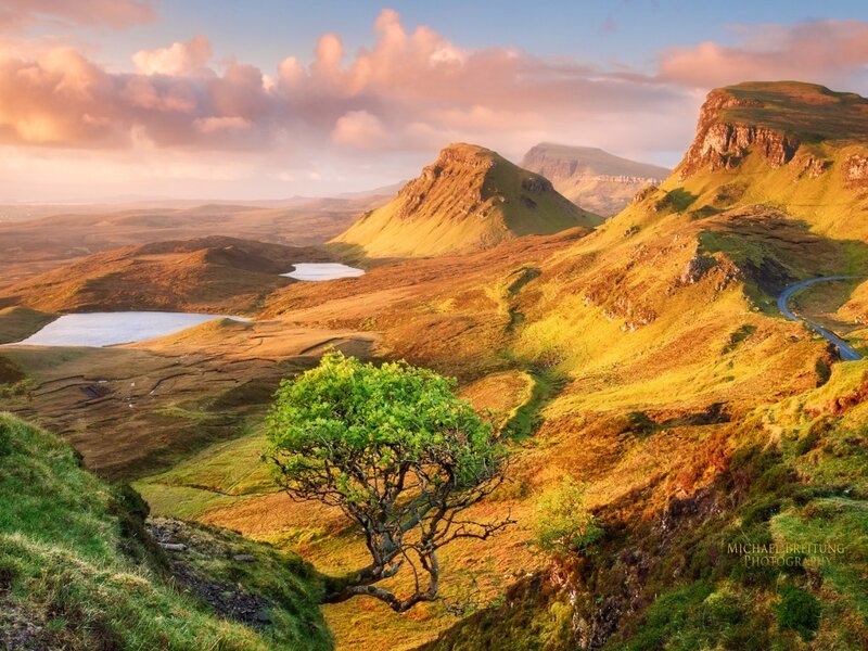 Lonely Tree on Hillside — Green, Serene