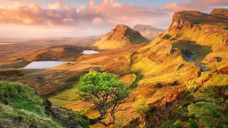 Lonely Tree on Hillside — Green