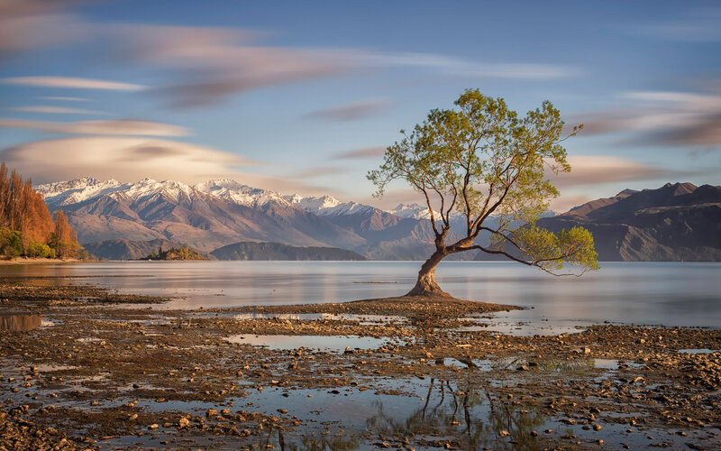 Lonely Tree on Lake Shore — Blue, Serene